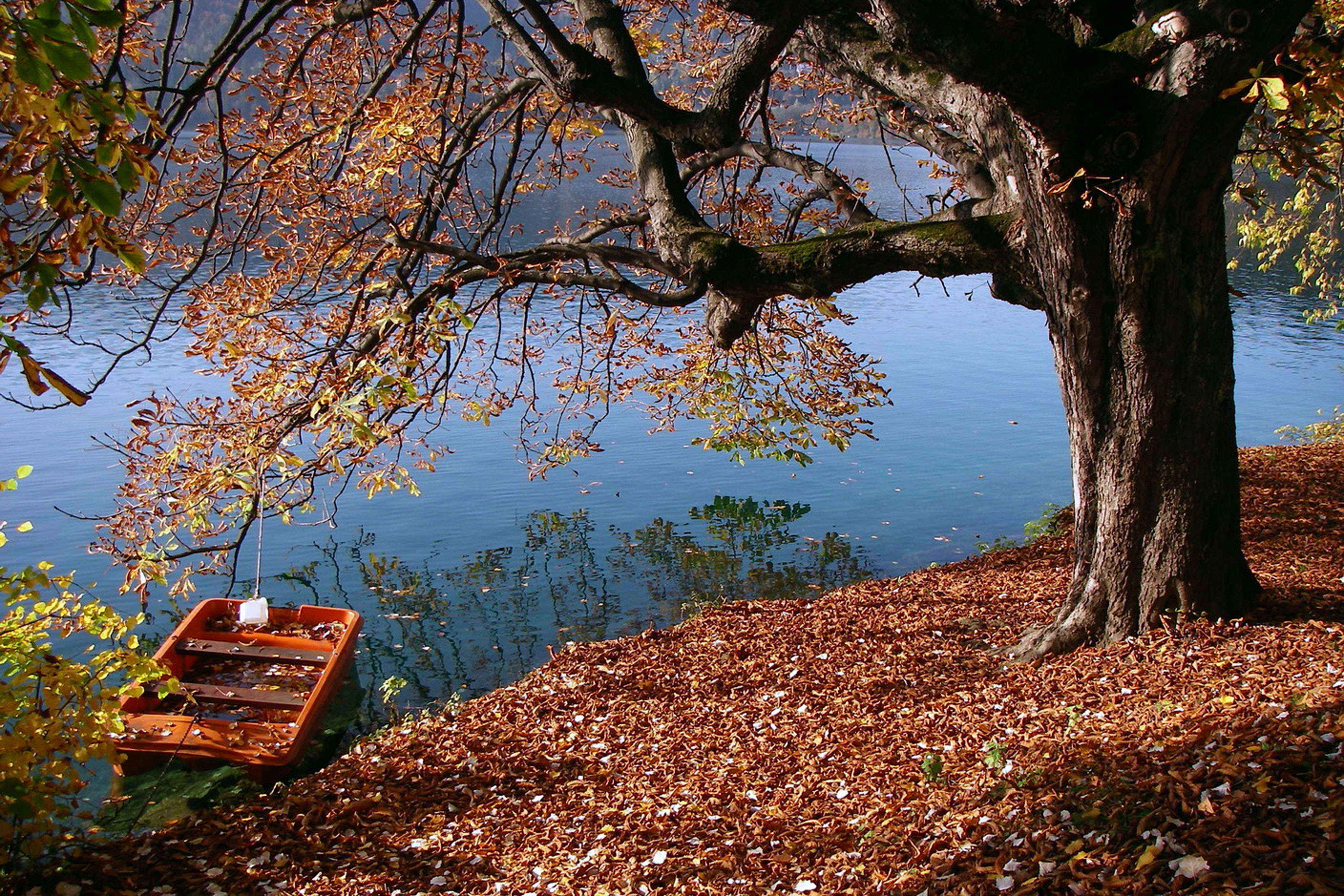 Bledlakeboattree.jpg